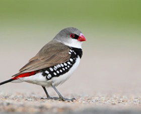 Capertee Valley Bird Trail - Goulburn Accommodation 1
