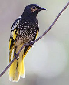 Capertee Valley Bird Trail - Goulburn Accommodation 4