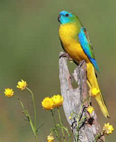 Capertee Valley Bird Trail - Goulburn Accommodation 5