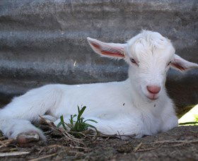 Jannei Artisan Cheese Makers - Goulburn Accommodation 1