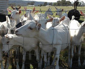 Jannei Artisan Cheese Makers - Goulburn Accommodation 5