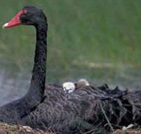 French Island Marine National Park - Goulburn Accommodation