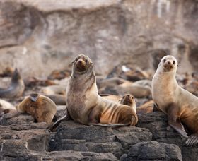 Phillip Island Nature Parks - Goulburn Accommodation 1