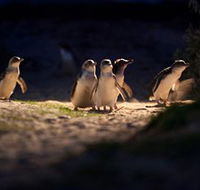 Phillip Island Nature Parks - Goulburn Accommodation