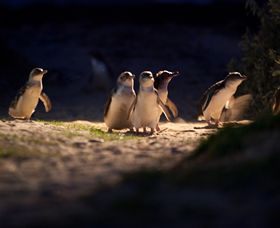 Phillip Island Nature Parks - Goulburn Accommodation 0