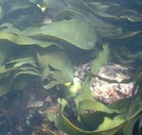 Churchill Island Marine National Park - Goulburn Accommodation