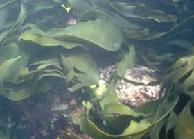 Churchill Island Marine National Park - Goulburn Accommodation 0