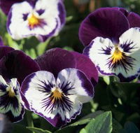 Newtown Park State Rose Garden - Goulburn Accommodation