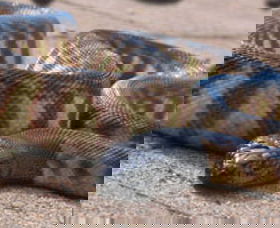 Canberra Reptile Zoo - Goulburn Accommodation 1