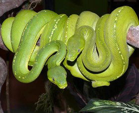 Canberra Reptile Zoo - Goulburn Accommodation 2