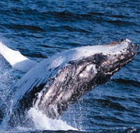 Sydney Eco Whale Watching - Goulburn Accommodation