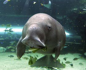 SEA LIFE Sydney Aquarium - Goulburn Accommodation 1