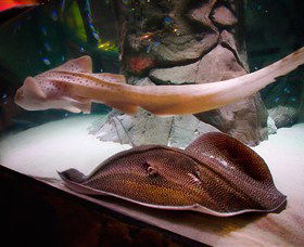 SEA LIFE Sydney Aquarium - Goulburn Accommodation 4