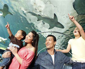 SEA LIFE Sydney Aquarium - Goulburn Accommodation 7
