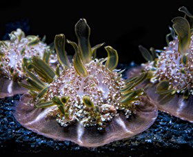 SEA LIFE Sydney Aquarium - Goulburn Accommodation 8