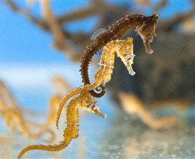 SEA LIFE Sydney Aquarium - Goulburn Accommodation 6