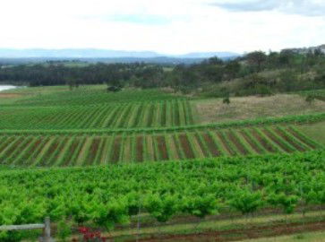 Hunter Vineyard Tours - Goulburn Accommodation 2