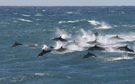 Goulburn Accommodation