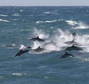 Tamboi Queen Cruises - Goulburn Accommodation