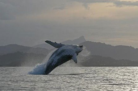 Byron Bay Whale Watching - Goulburn Accommodation 1