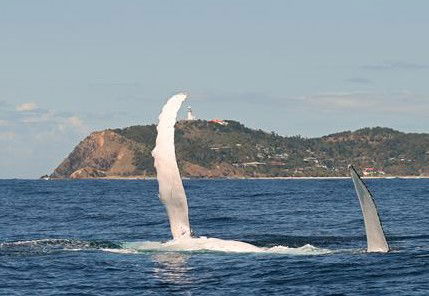 Byron Bay Whale Watching - Goulburn Accommodation 3