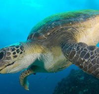 Byron Bay Dive Centre - Goulburn Accommodation