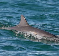 Byron Bay Dolphin Wildlife Tours - Goulburn Accommodation
