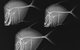 X-Ray Vision: Fish Inside Out - thumb 0