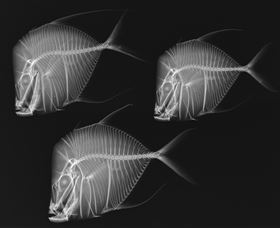 X-Ray Vision: Fish Inside Out - Goulburn Accommodation 0