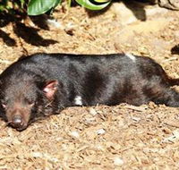 Symbio Wildlife Park - Goulburn Accommodation