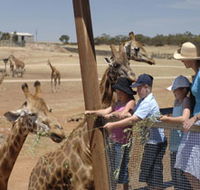 Monarto Open Range Zoo - Goulburn Accommodation