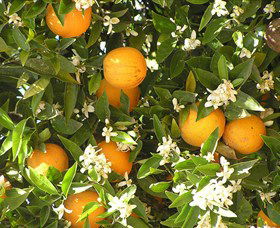 Orange World - Goulburn Accommodation 2