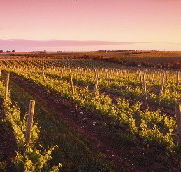 Ralph Fowler Wines - Goulburn Accommodation
