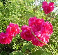 Bishop's Lodge Historic House and Heritage Rose Garden - Goulburn Accommodation