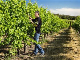 Patrick Of Coonawarra - Goulburn Accommodation 0