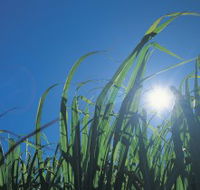 Australian Sugar Industry Museum - Goulburn Accommodation