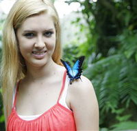 Australian Butterfly Sanctuary - Goulburn Accommodation
