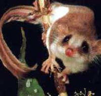 Carrowong Fauna Sanctuary - Goulburn Accommodation