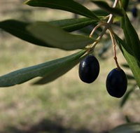 Red Rock Olives - Goulburn Accommodation