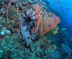 SS Yongala Dive Site - Goulburn Accommodation 0