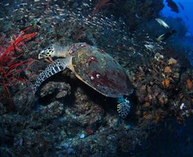 SS Yongala Dive Site - Goulburn Accommodation 3