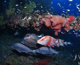 SS Yongala Dive Site - Goulburn Accommodation 2