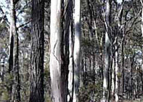 Kingower VIC Goulburn Accommodation