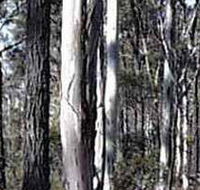 Kooyoora State Park - Goulburn Accommodation