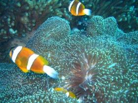 Davies Reef Dive Site - Goulburn Accommodation 0
