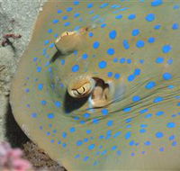 Jorgey's Patch Dive Site - Goulburn Accommodation