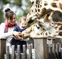 Taronga Western Plains Zoo Dubbo - Goulburn Accommodation