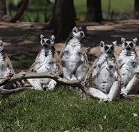 Savannah Visitor Plaza Taronga Western Plains Zoo Dubbo - Goulburn Accommodation