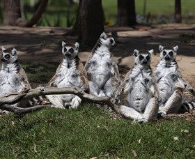 Savannah Visitor Plaza, Taronga Western Plains Zoo Dubbo - Goulburn Accommodation 0