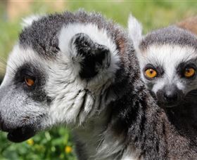 Savannah Visitor Plaza, Taronga Western Plains Zoo Dubbo - Goulburn Accommodation 1